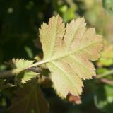 Crataegus rhipidophylla. Лист с прилистниками (видна абаксиальная сторона). Крым, Керченский п-ов, Ленинский р-н, окр с. Осовины, мыс Газан, степь на верхней террасе приморского склона, на краю обрыва. 28.05.2021.