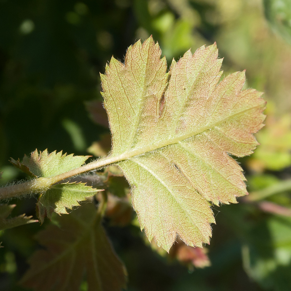 Image of Crataegus rhipidophylla specimen.