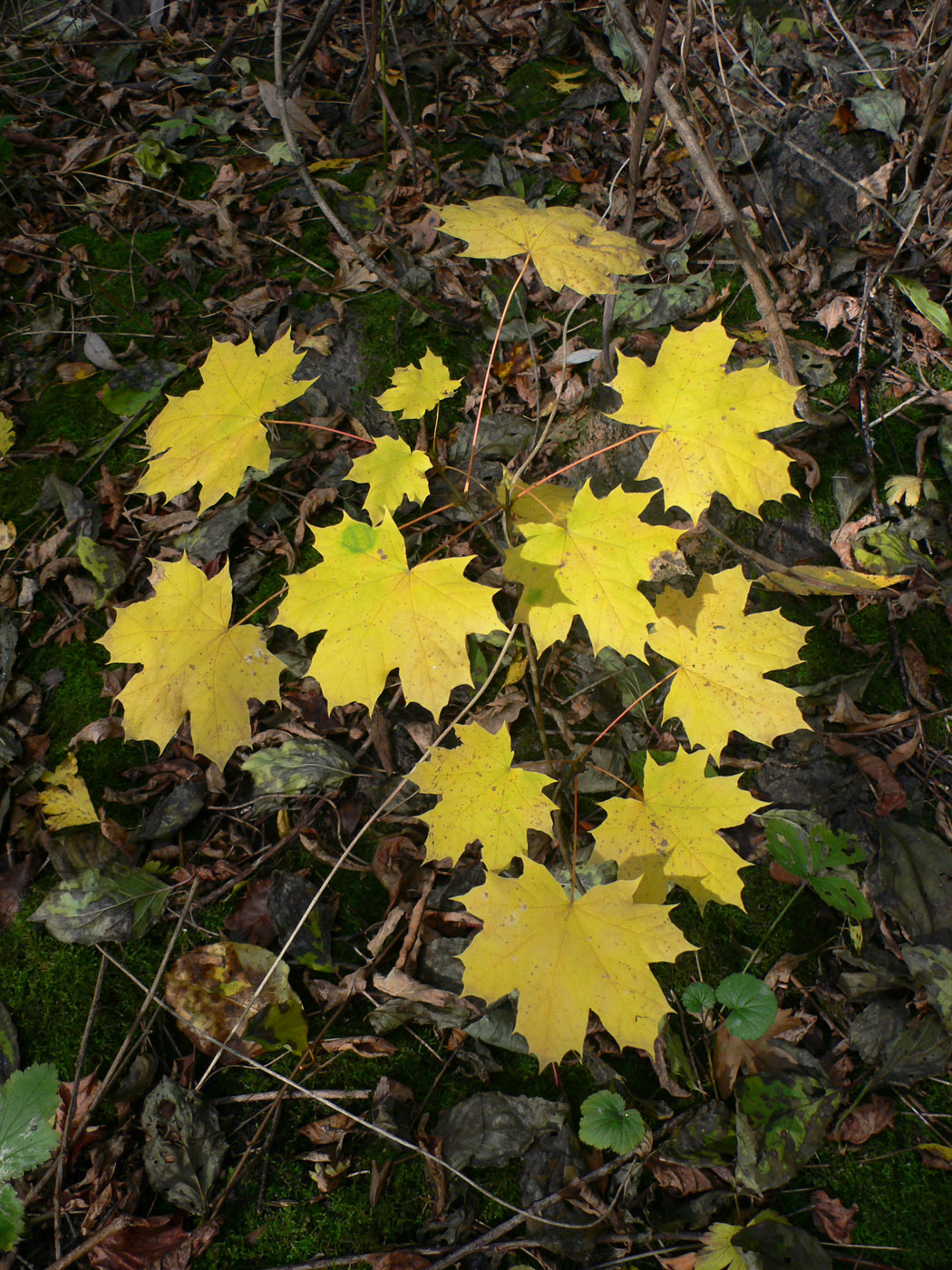 Image of Acer platanoides specimen.