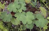 Geranium renardii