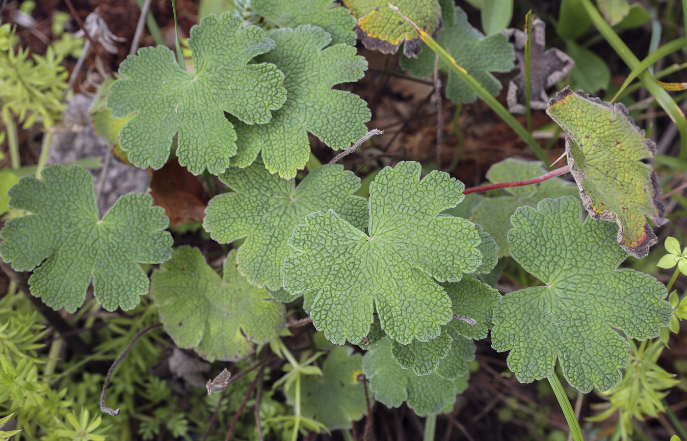 Image of Geranium renardii specimen.