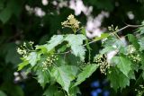 Acer tataricum