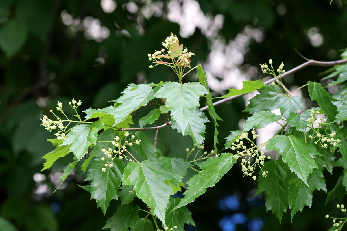 Image of Acer tataricum specimen.