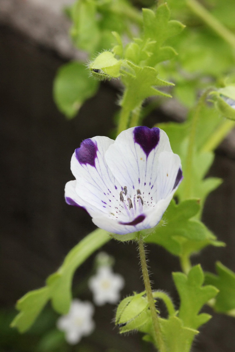 Image of Nemophila maculata specimen.