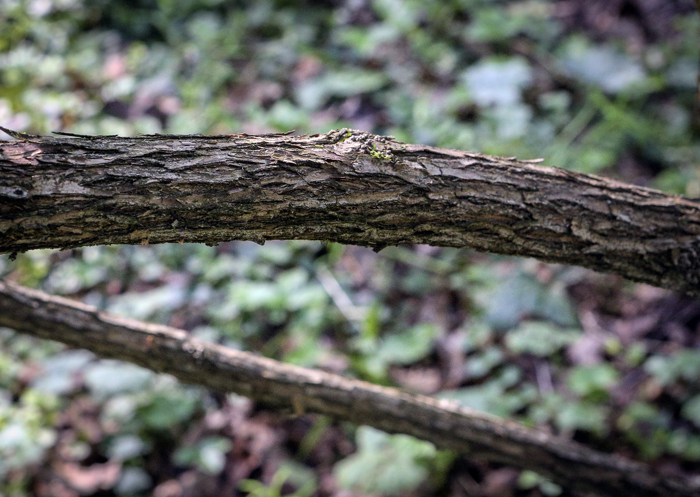 Image of Lonicera sovetkinae specimen.