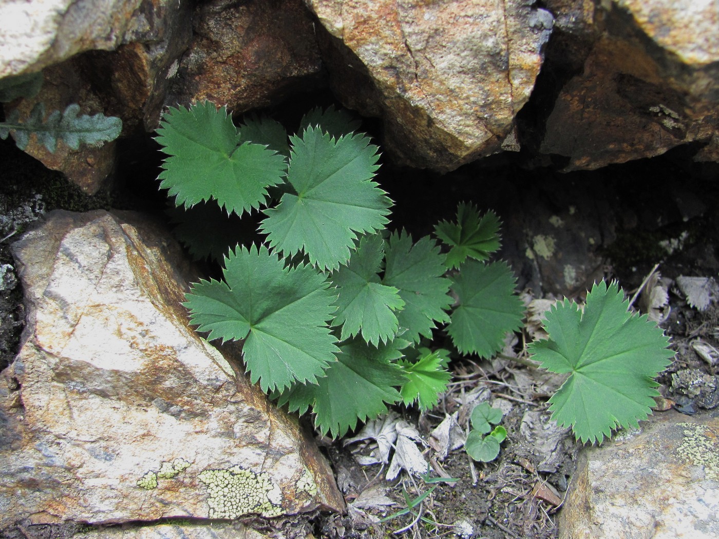 Изображение особи род Alchemilla.