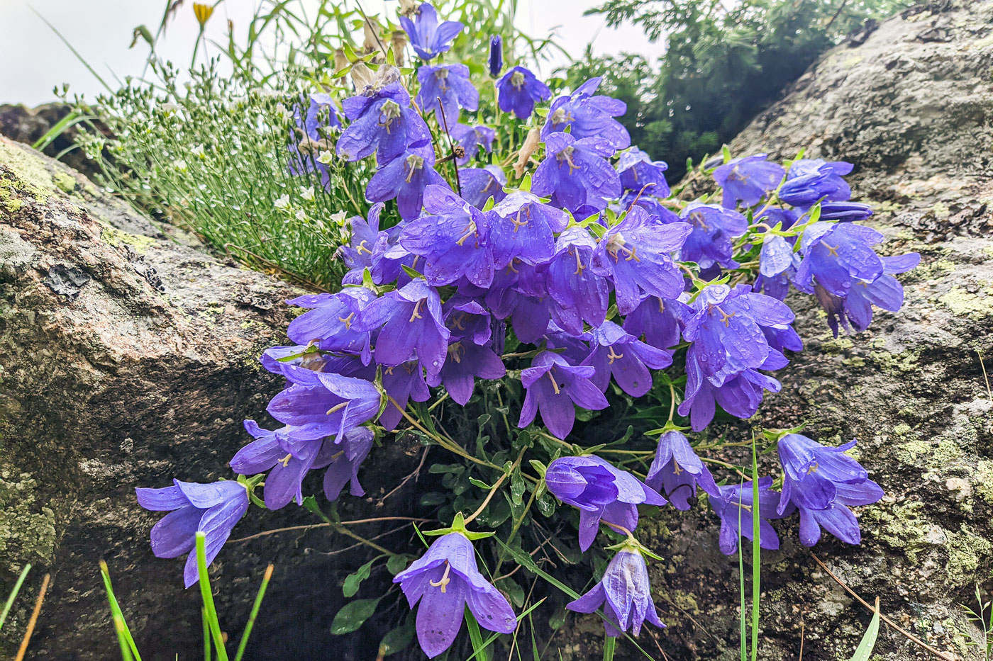 Изображение особи Campanula saxifraga.