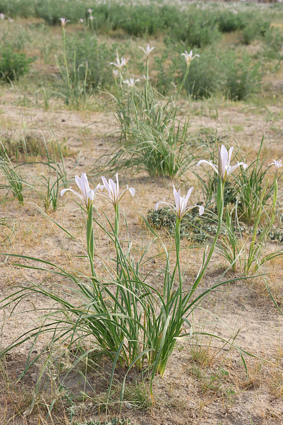 Изображение особи Iris songarica.