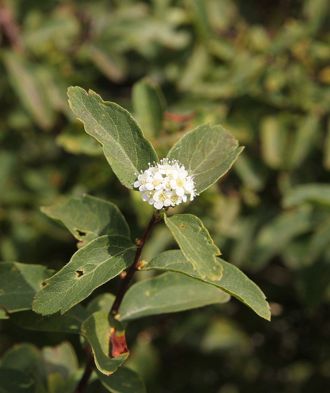 Image of Spiraea media specimen.