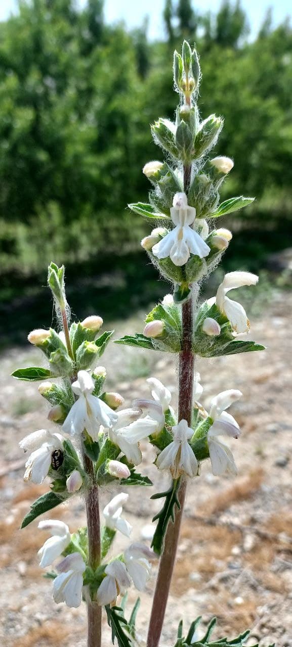 Image of Phlomoides mihaelis specimen.