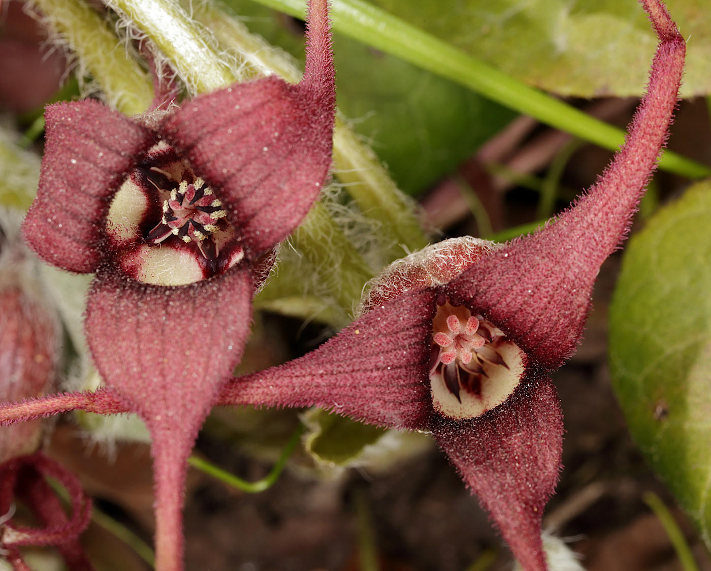 Image of Asarum caudatum specimen.