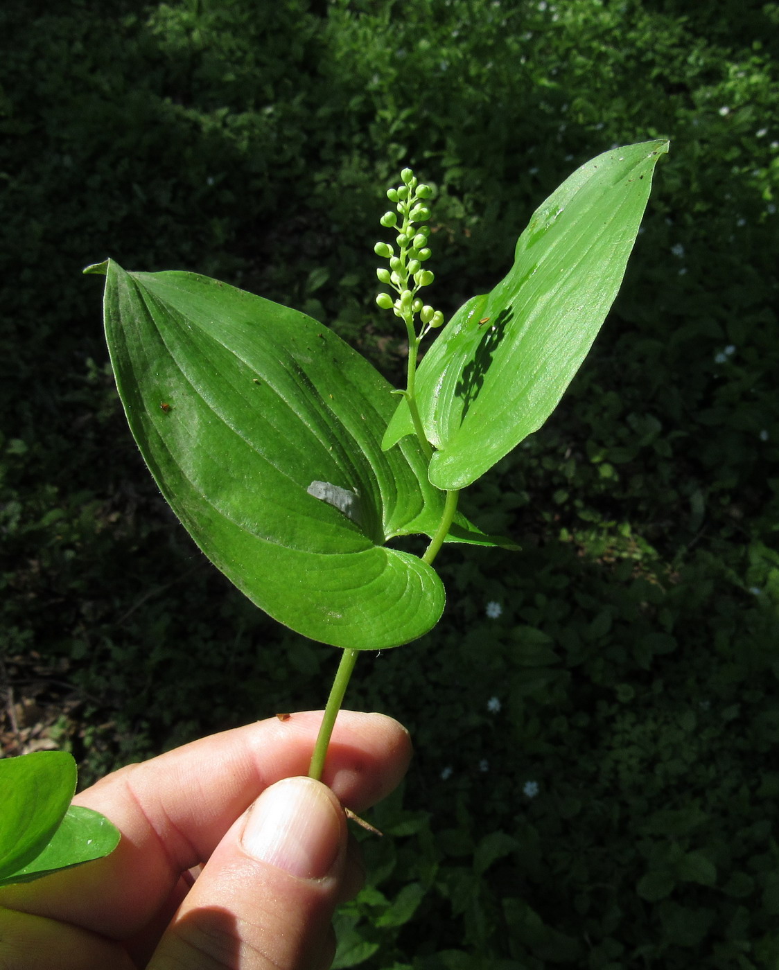 Image of Maianthemum intermedium specimen.
