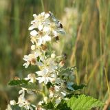 Rubus candicans. Верхушка побега с соцветием (у некоторых цветков увеличенное число лепестков). Краснодарский край, м/о город-герой Новороссийск, водосборная зона Суджукской лагуны, злаковый луг. 15.06.2022.