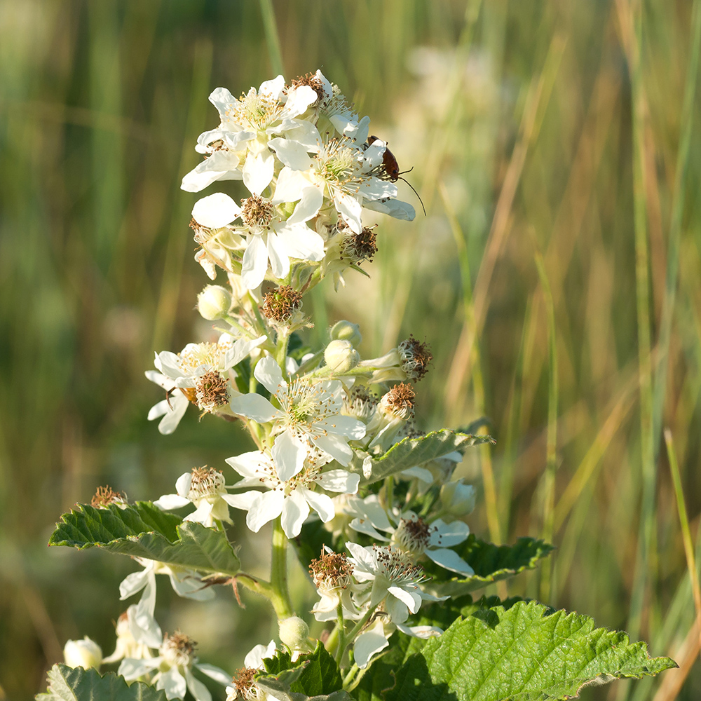 Изображение особи Rubus candicans.