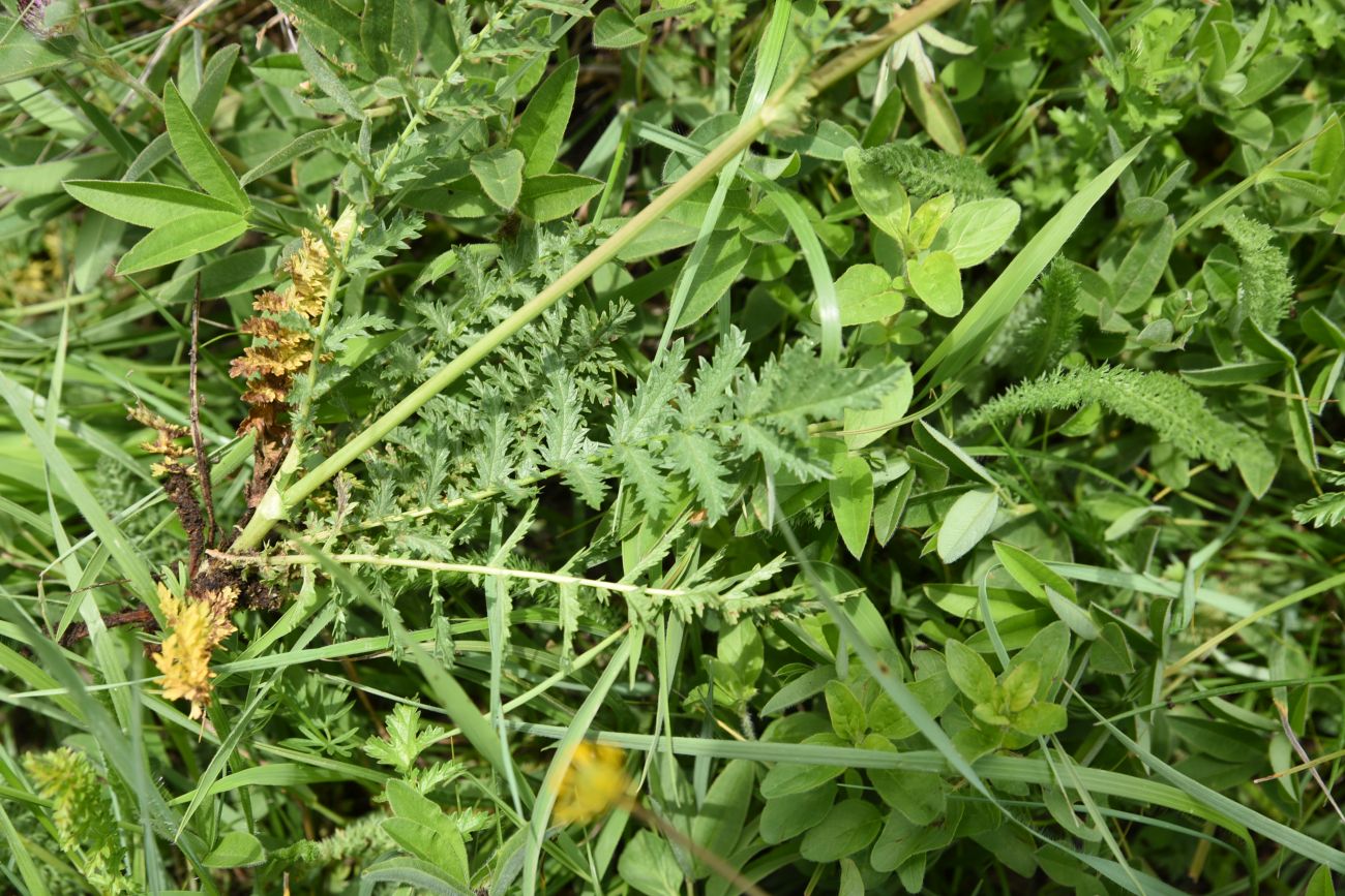 Image of Filipendula vulgaris specimen.