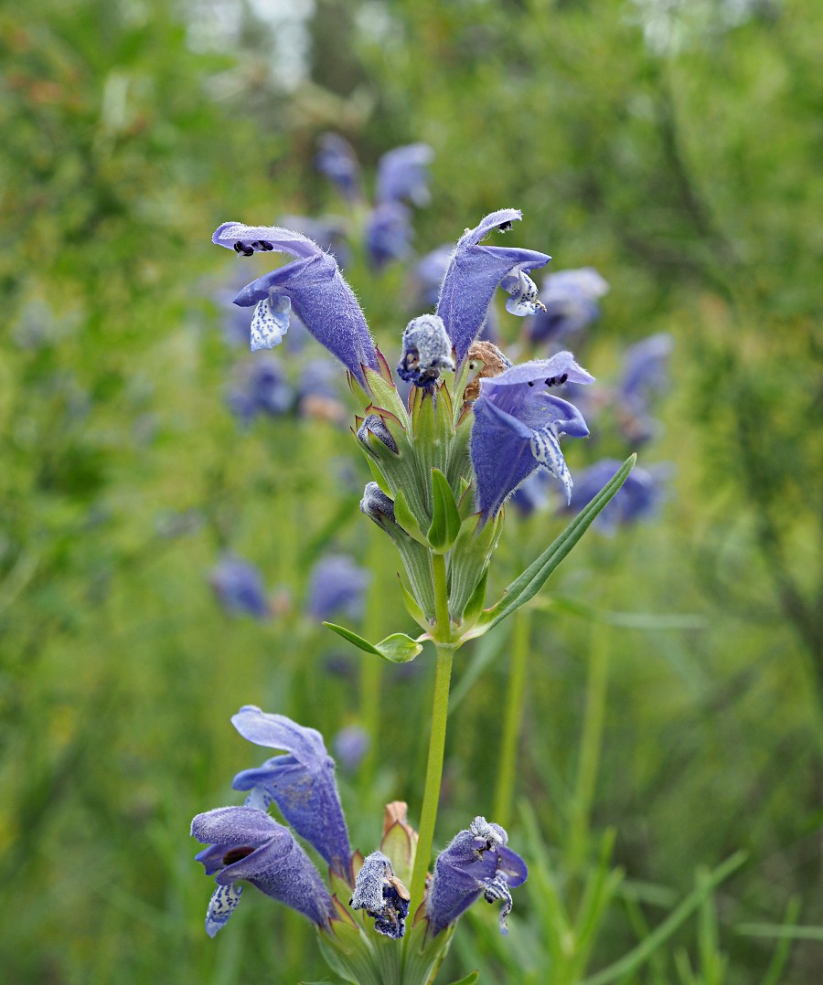 Изображение особи Dracocephalum ruyschiana.