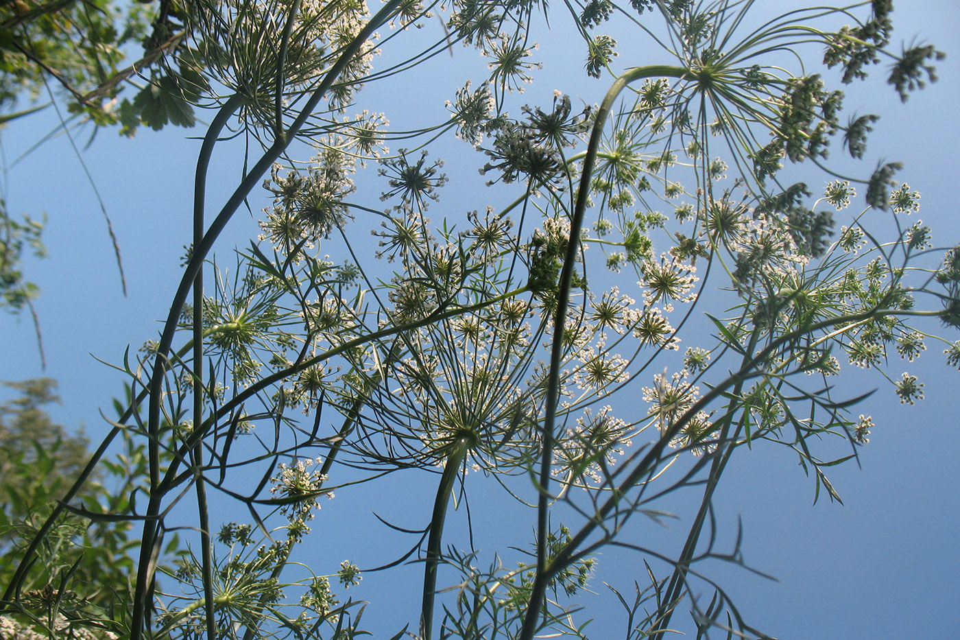 Изображение особи Ammi majus.