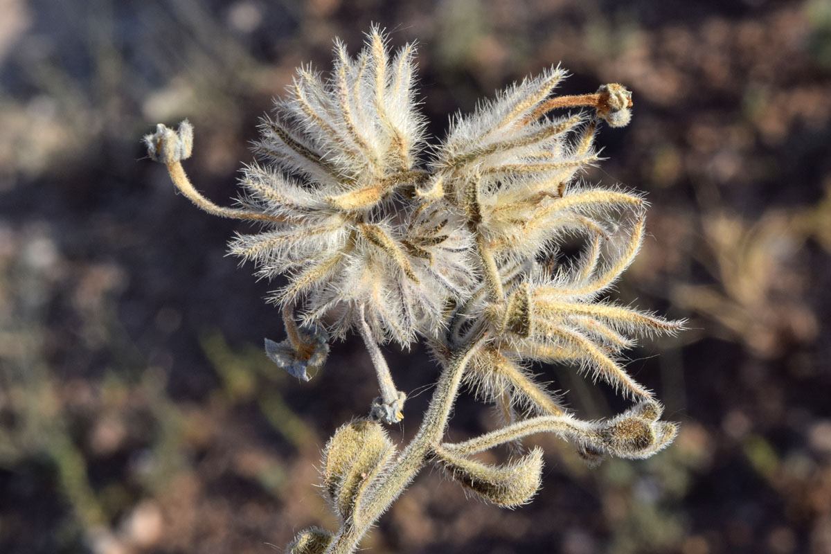 Image of Arnebia obovata specimen.