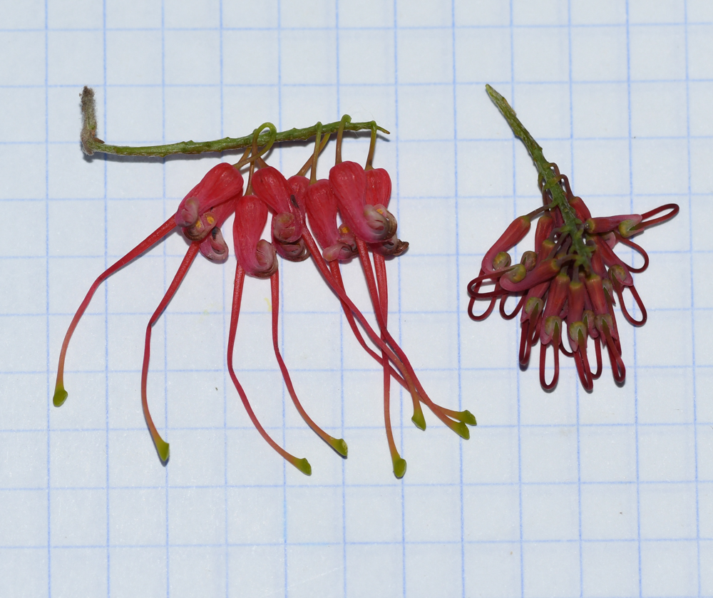 Image of Grevillea pinaster specimen.