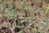 Euphorbia prostrata. Верхушка цветущего побега. Крым, Севастополь, клумба в парке. 10.09.2022.