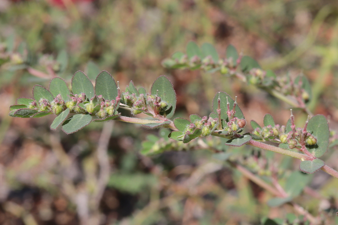 Изображение особи Euphorbia prostrata.