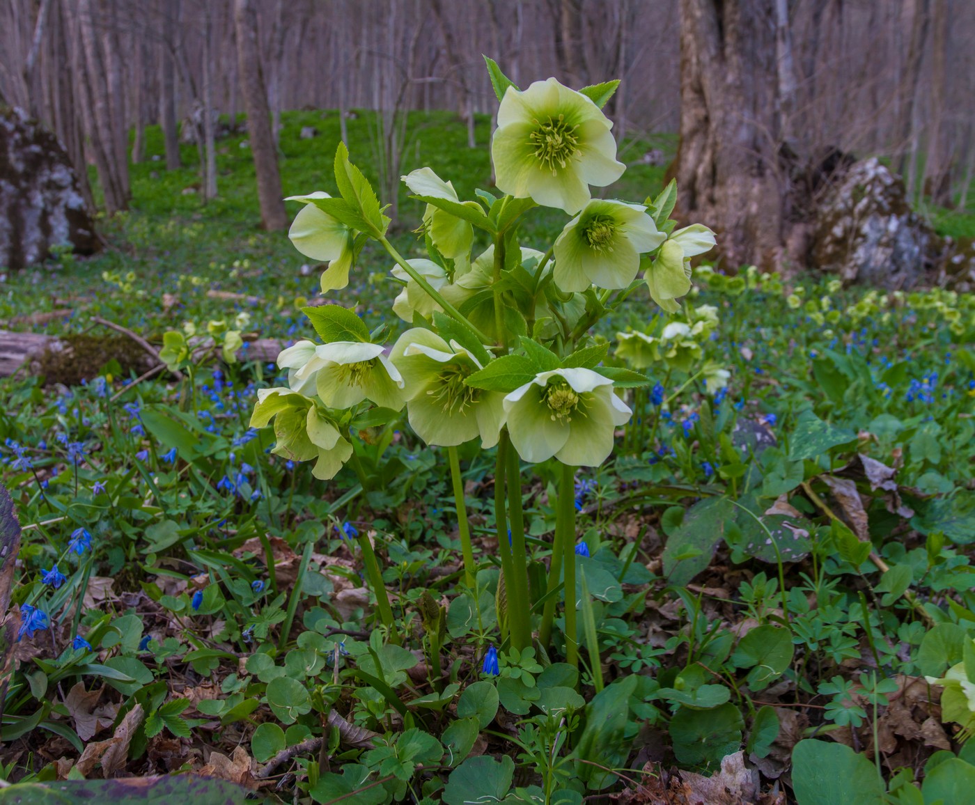 Image of Helleborus caucasicus specimen.