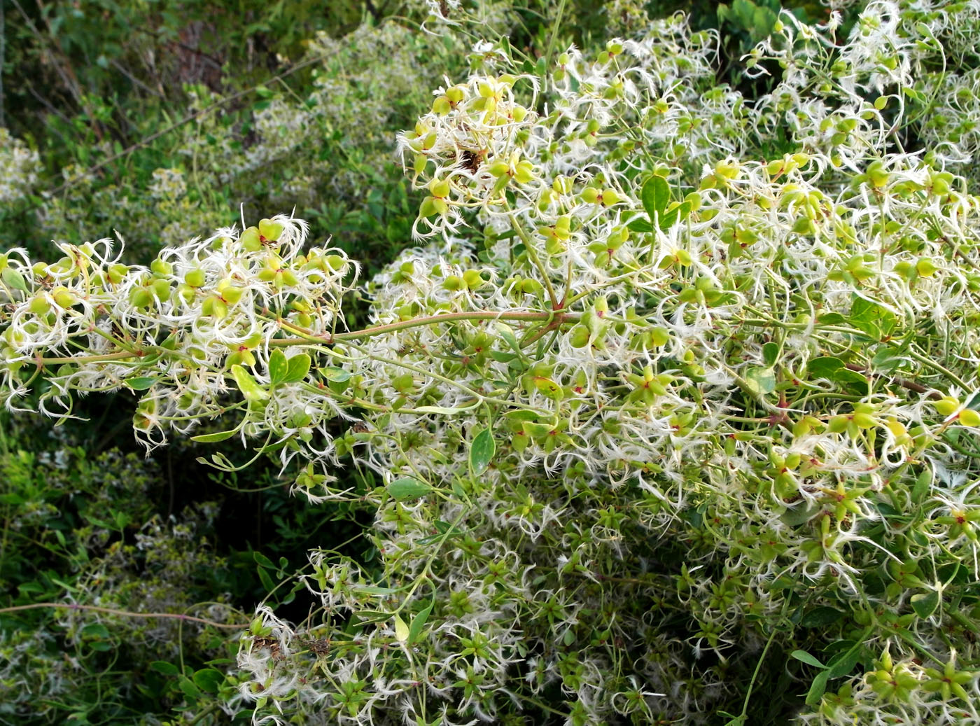 Изображение особи Clematis lathyrifolia.