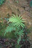 класс Polypodiopsida