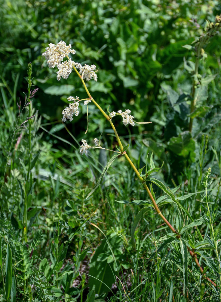 Изображение особи Aconogonon panjutinii.