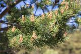 Pinus sylvestris. Верхушка веточки с микростробилами и развивающимися молодыми побегами. Карелия, Ладожское озеро, северо-западный берег о. Селькямарьянсаари, галечный пляж. 14.06.2021.