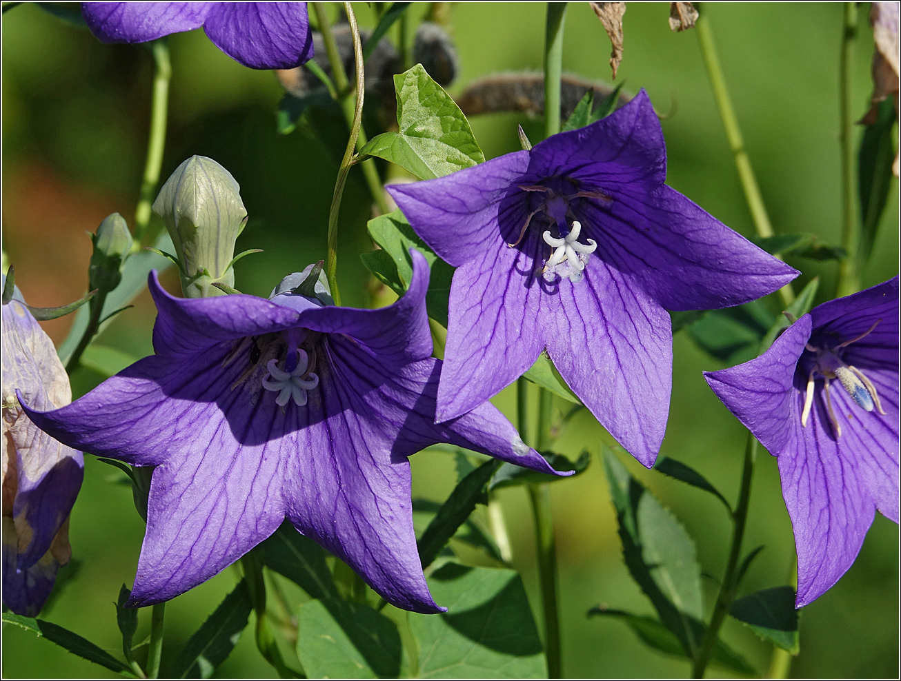 Image of Platycodon grandiflorus specimen.