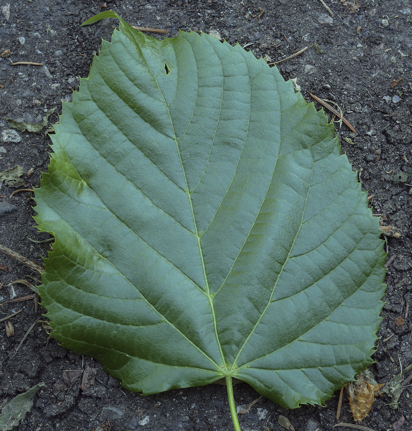 Image of genus Tilia specimen.