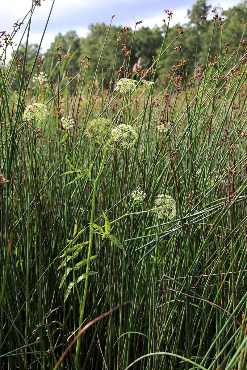 Изображение особи Sium latifolium.