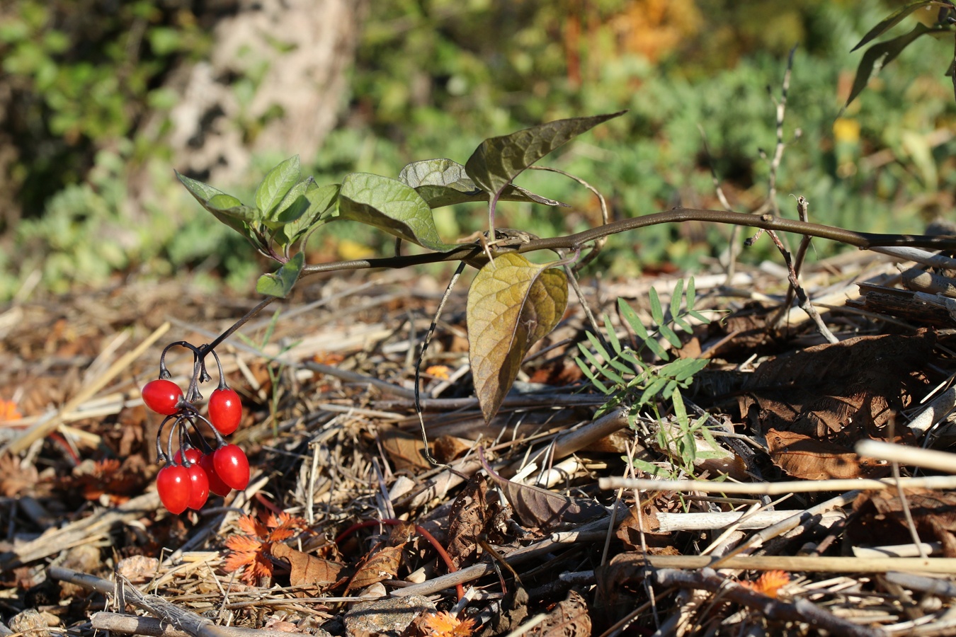 Image of Solanum dulcamara specimen.