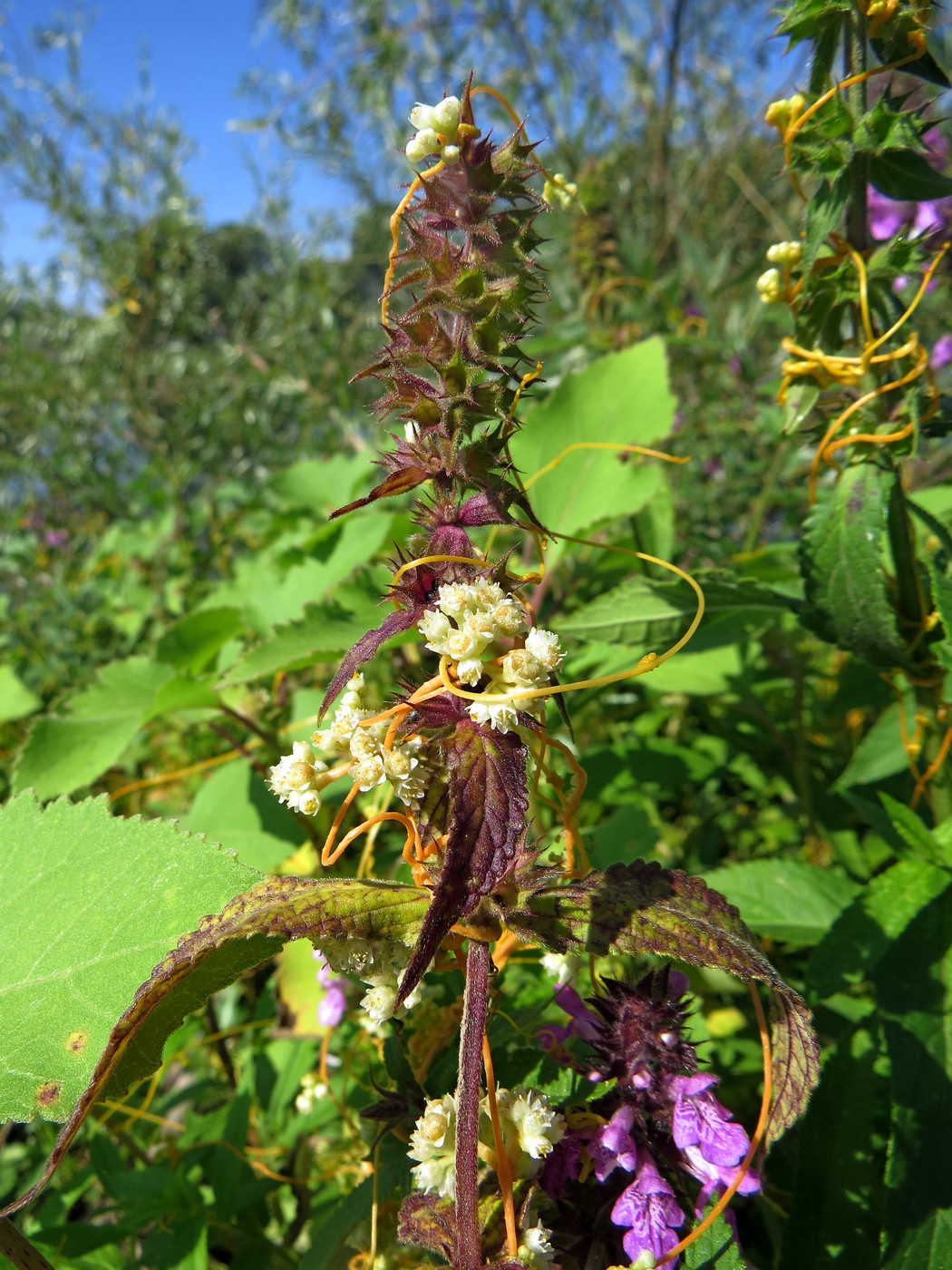 Image of Cuscuta campestris specimen.