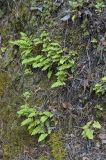 Polypodium sibiricum