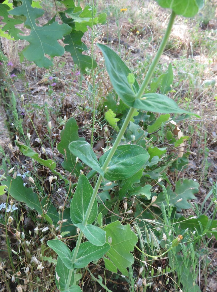 Изображение особи Hypericum montbretii.