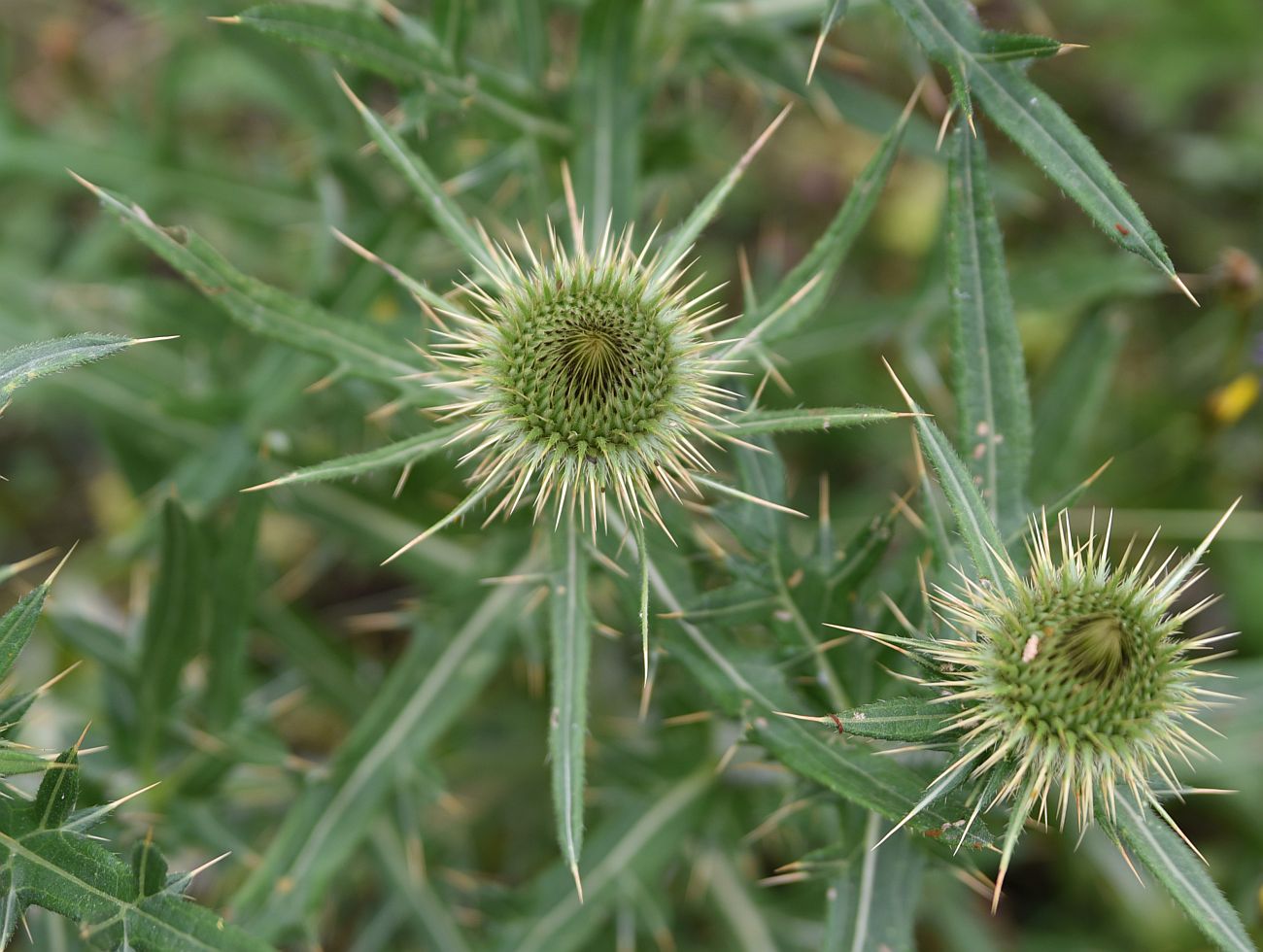 Image of genus Cirsium specimen.