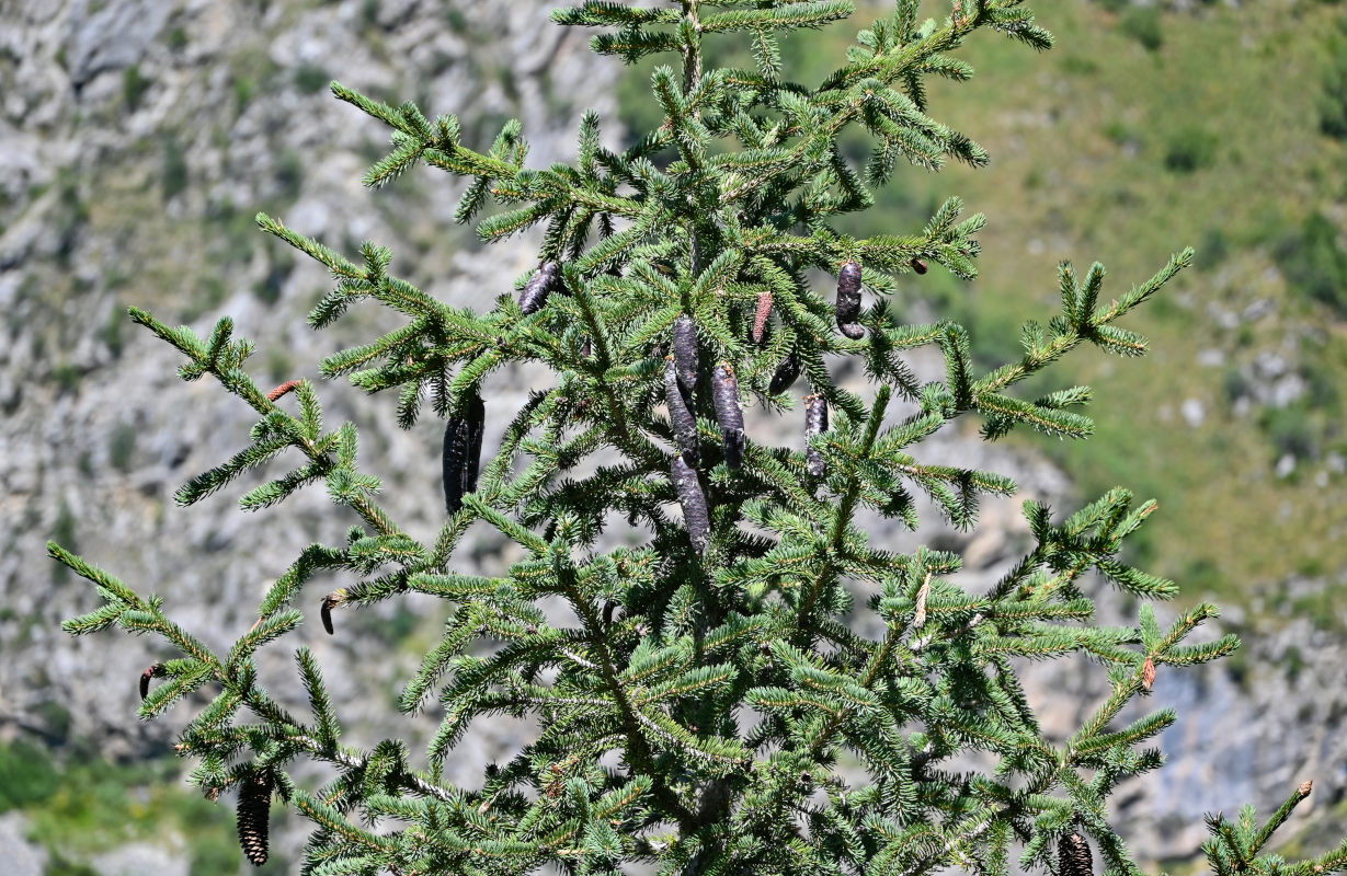 Изображение особи Picea schrenkiana.