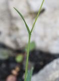 род Bupleurum