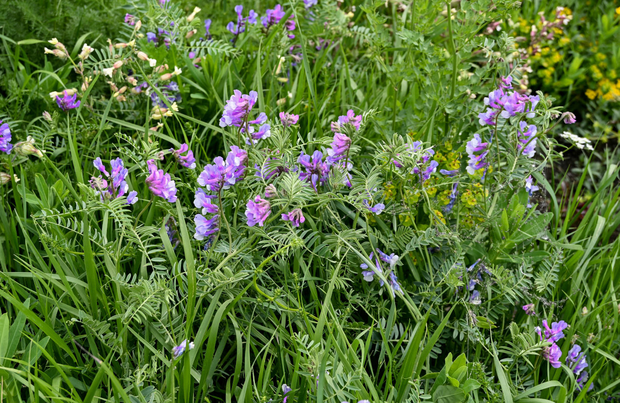 Изображение особи род Vicia.