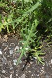 Cirsium ciliatum. Листья. Республика Ингушетия, Джейрахский р-н, рядом с альплагерем \"Кязи\", выс. 1960 м н.у.м, обочина дороги. 23 июля 2022 г.