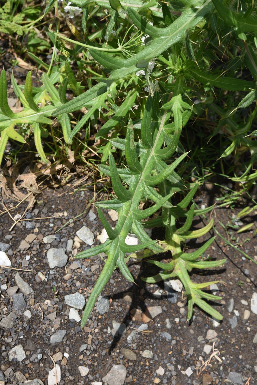 Изображение особи Cirsium ciliatum.