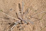 Astragalus flexus. Вегетирующее растение. Узбекистан, Каракалпакия, окр. крепости Аяз-Кала, пески. 11 апреля 2023 г.