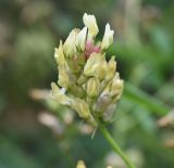 Astragalus cicer. Соцветие. Кабардино-Балкария, долина р. Баксан, между памятником первовосходителям на Эльбрус и водопадом на р. Курмычи, высота 1600 м н.у.м., край зарослей. 24 июля 2022 г.