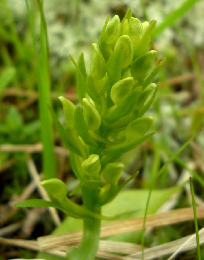 Image of Platanthera bifolia specimen.