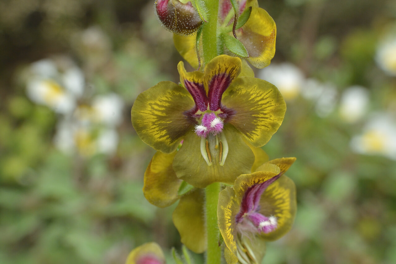 Image of Verbascum bugulifolium specimen.