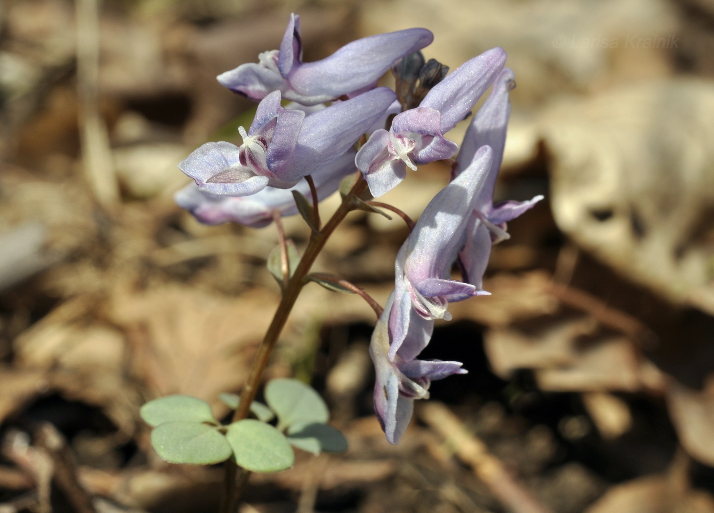 Изображение особи Corydalis repens.