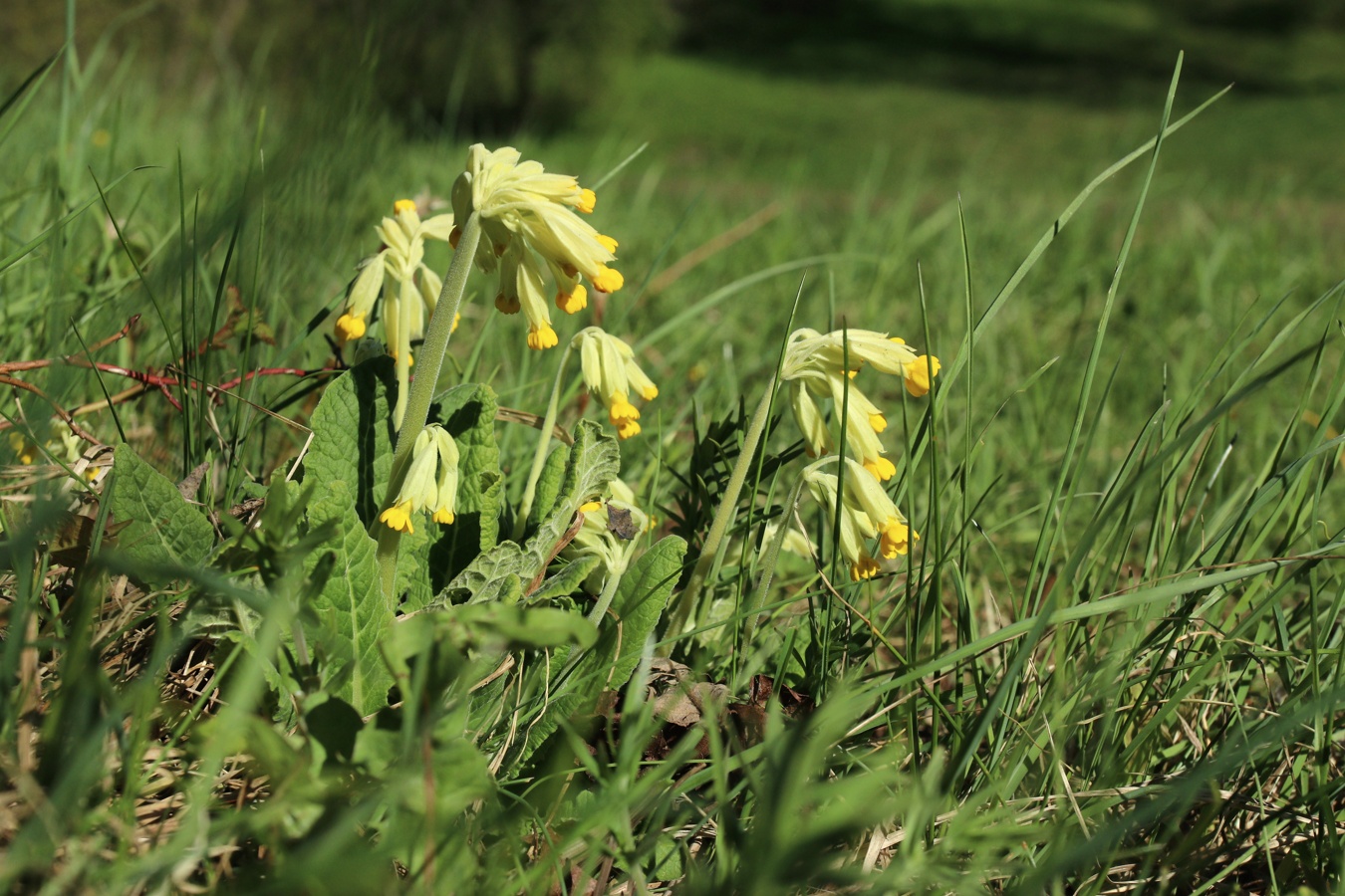 Image of Primula veris specimen.