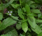 Verbena litoralis. Верхушки побегов и соцветие на верхушке побега. Чили, обл. Valparaiso, провинция Isla de Pascua, г. Hanga Roa, двор гостиницы. 05.03.2023.